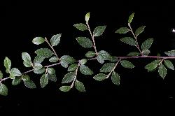 Cotoneaster franchetii: Upper surface of leaves.
 Image: D. Glenny © Landcare Research 2012 CC BY 3.0 NZ